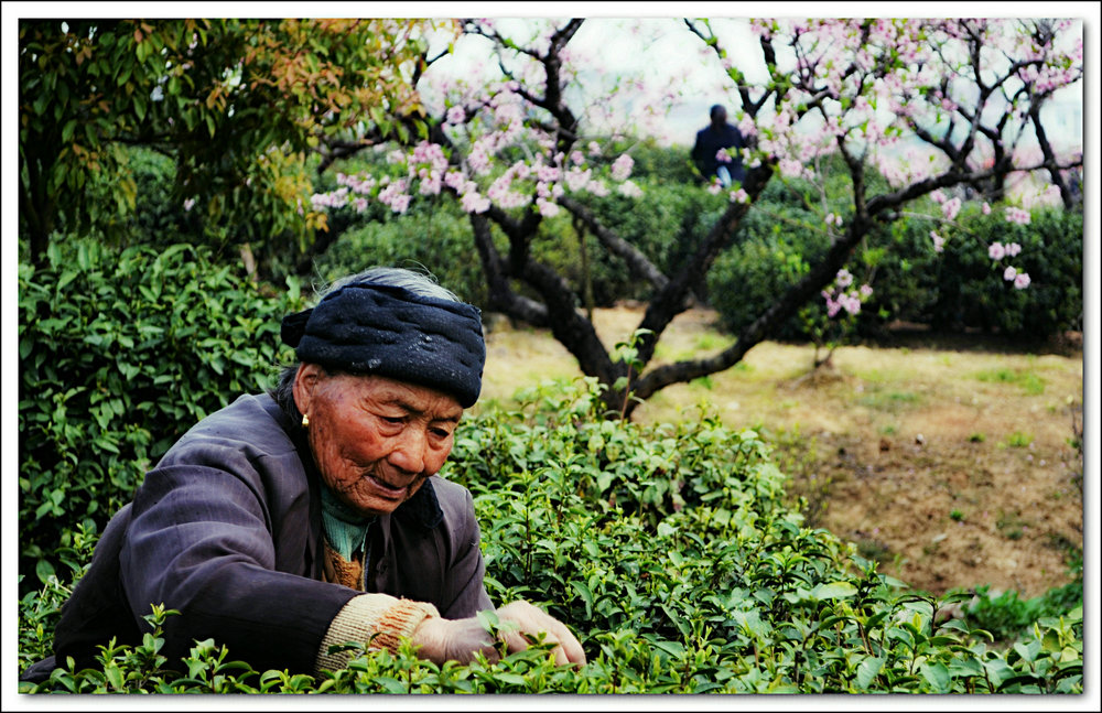 �ɲ�����