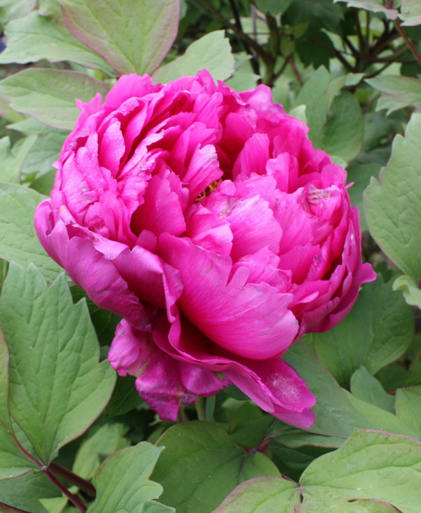 2012.4.17 033_conew1.jpg