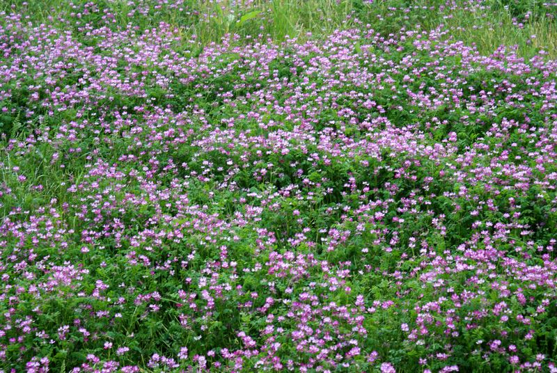 DSC05548 - ����.JPG