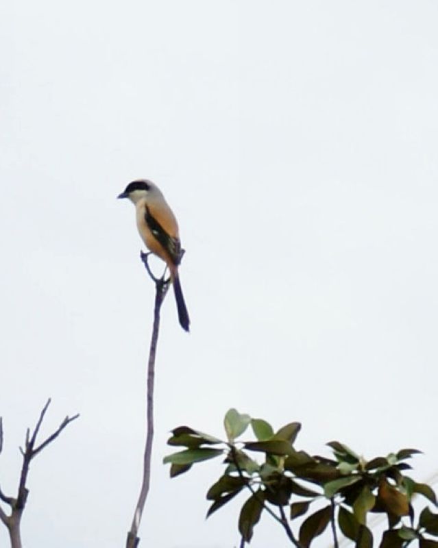 DSC06132 ����.jpg