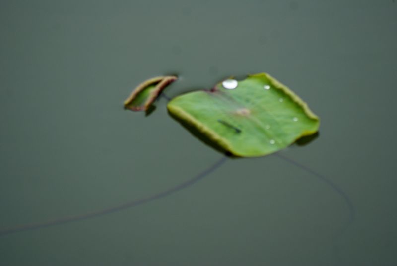 DSC06531 - ����.JPG