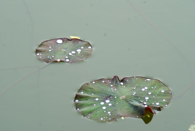 DSC06563 - ����.JPG