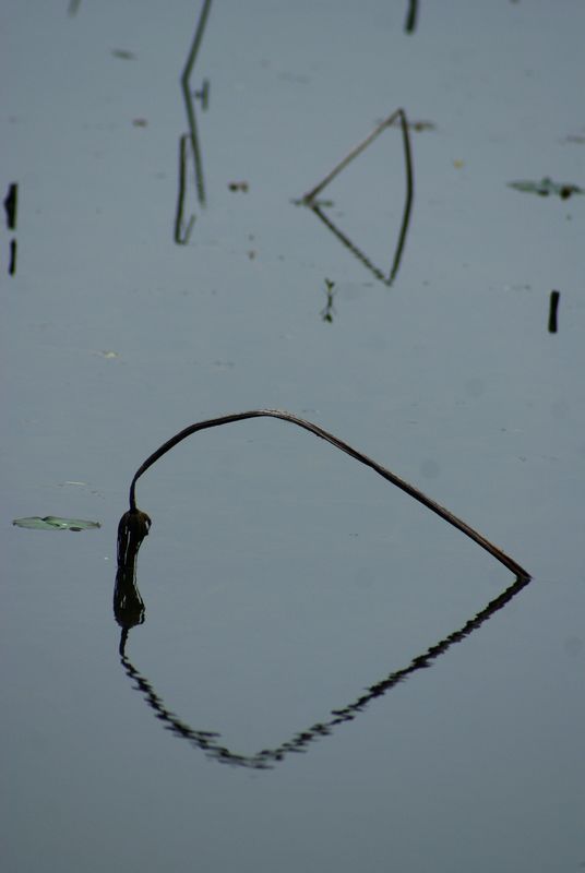 DSC06551 - ����.JPG