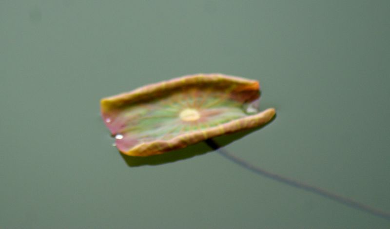 DSC06512 - ����.JPG