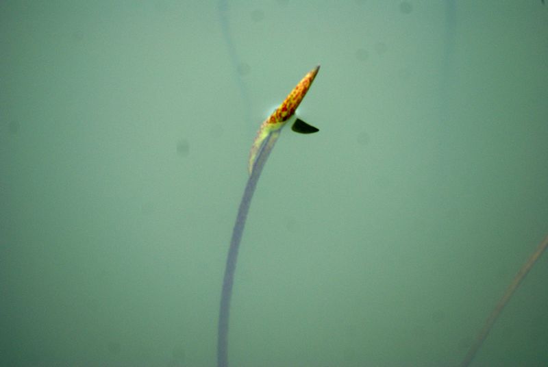 DSC06514 - ����.JPG