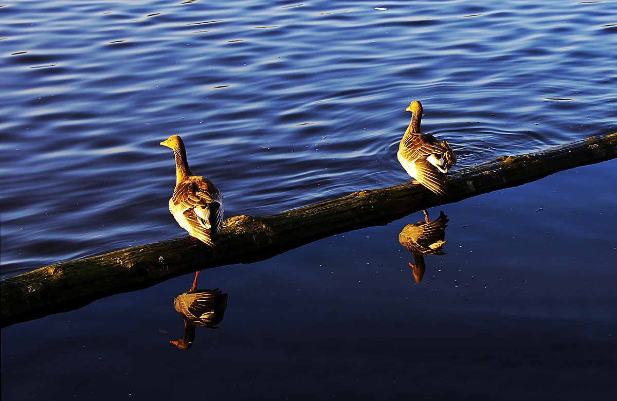 ���� IMG_2846_conew1.jpg