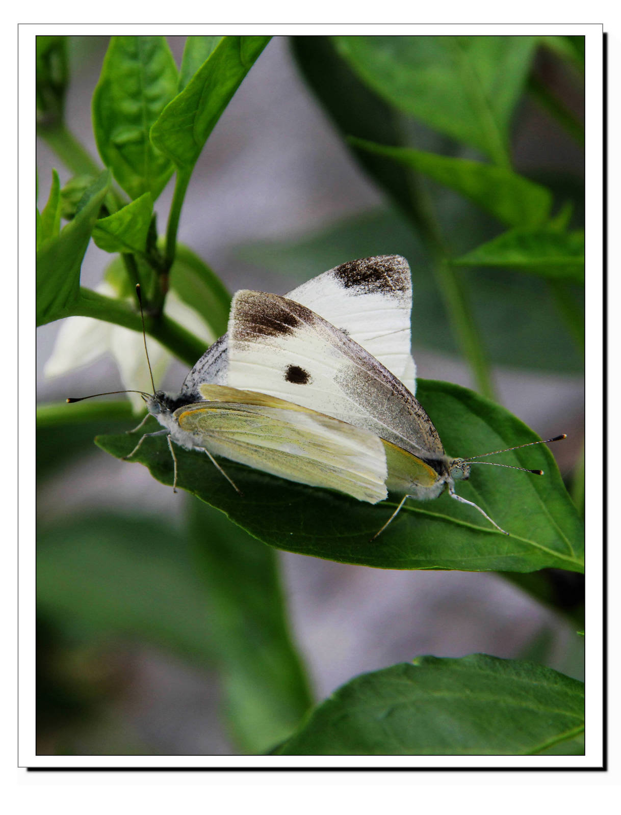 ����͵�ģ�