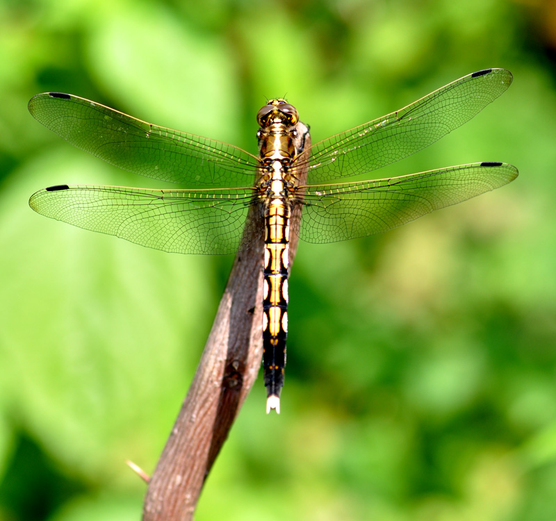 DSC_0058 ����.jpg