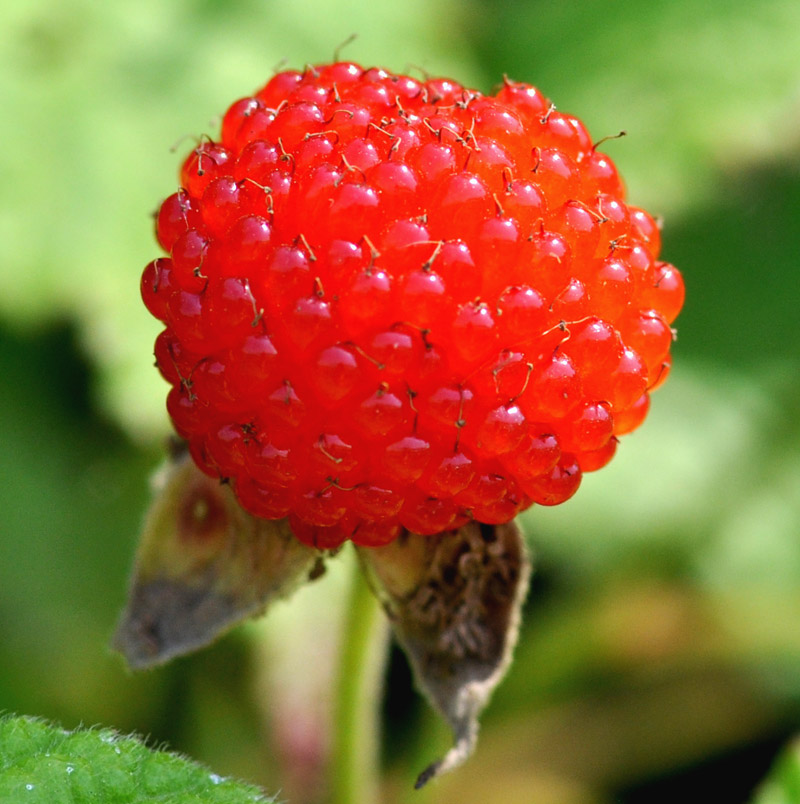 DSC_0239 ����.jpg