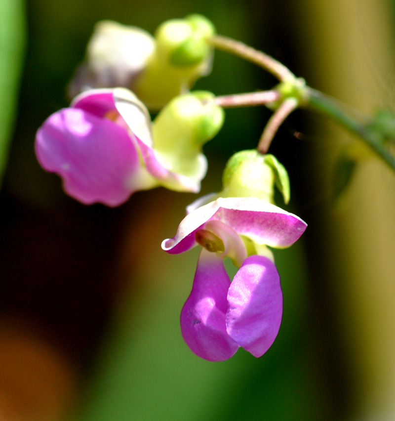 DSC_0235 ����.jpg