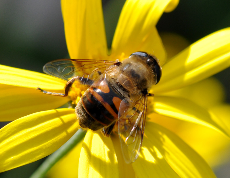 DSC_0130 ����.jpg