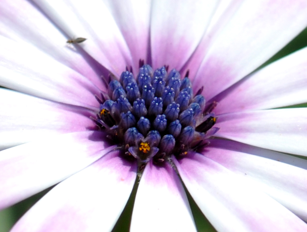 DSC_0181 ����.jpg