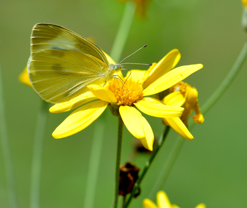 DSC_0151 ����.jpg