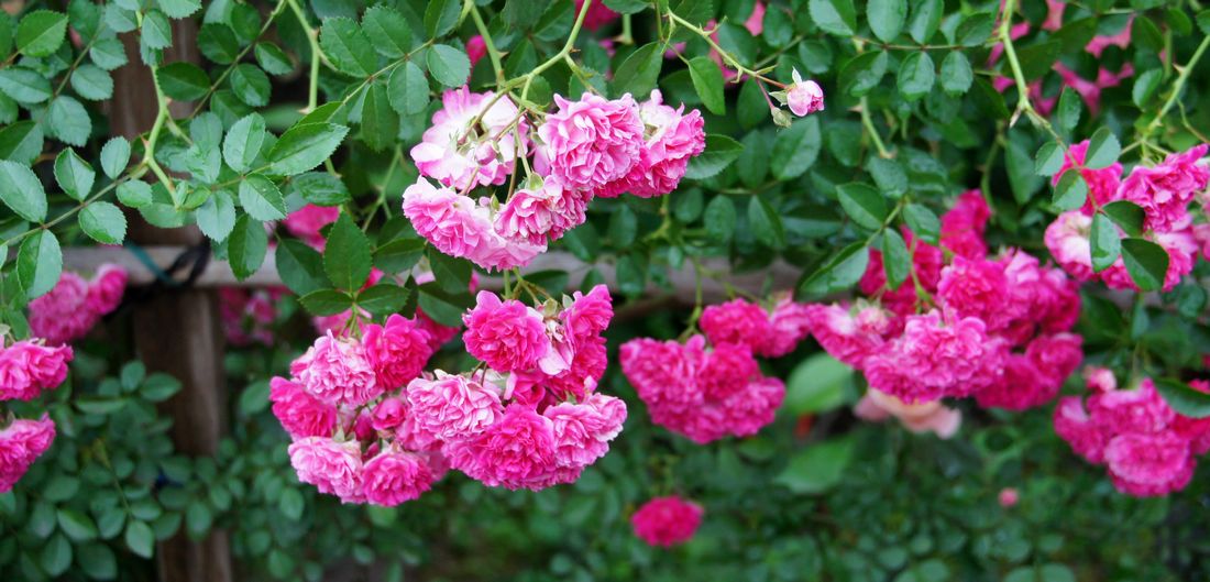 DSC06052 - ����.JPG