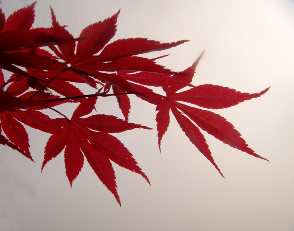 ���� DSC05085.JPG