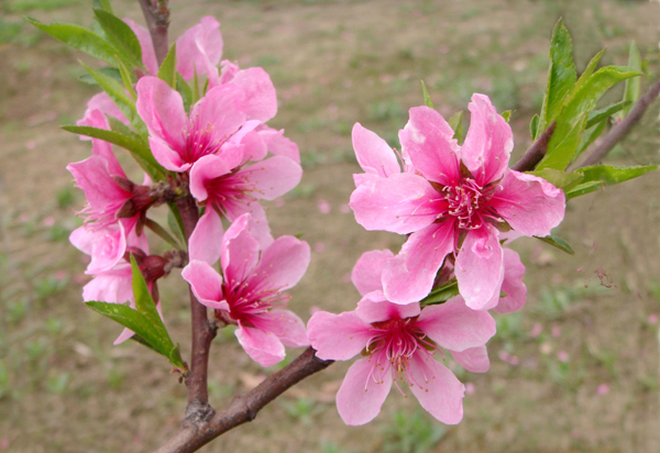 ���� DSC05065.JPG