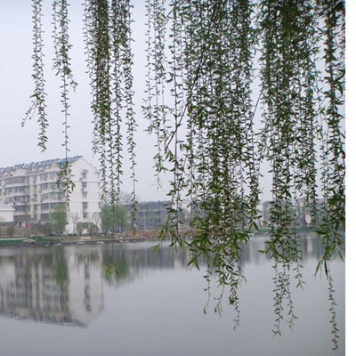 ���� DSC05059.JPG