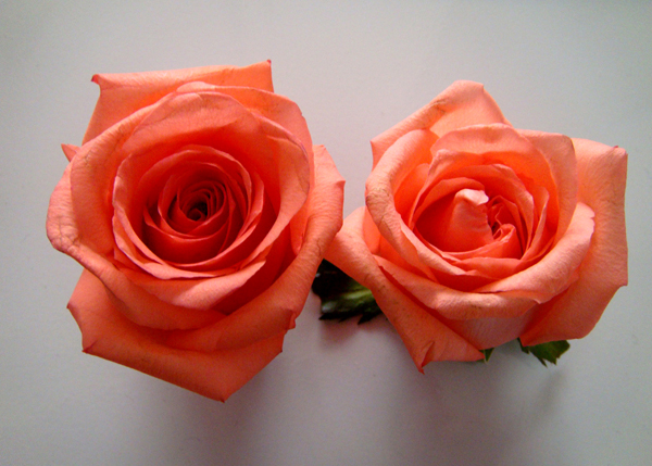 ���� DSC04843.JPG