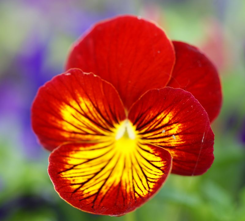 DSC06913 - ����.JPG