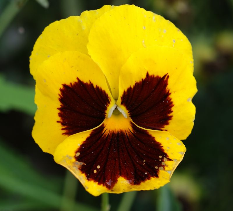 DSC06888 - ����.JPG