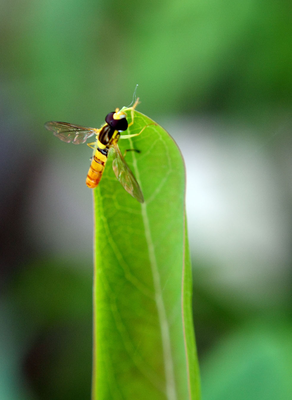 _MG_5816 ����.jpg