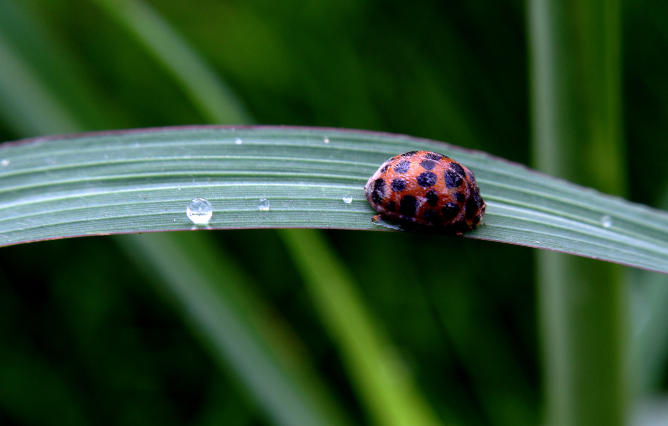 _MG_5955 ����.jpg