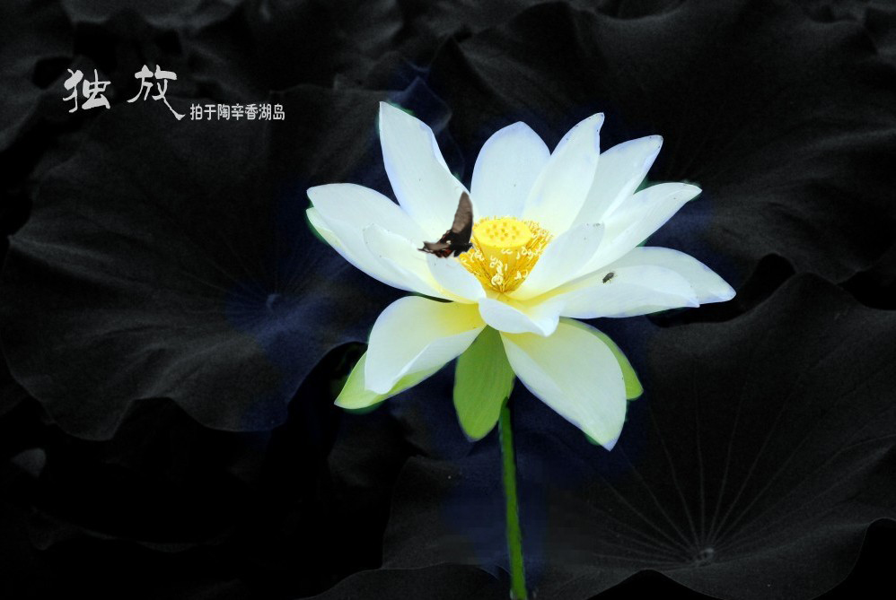 ���� DSC_4919_conew4ykx.jpg