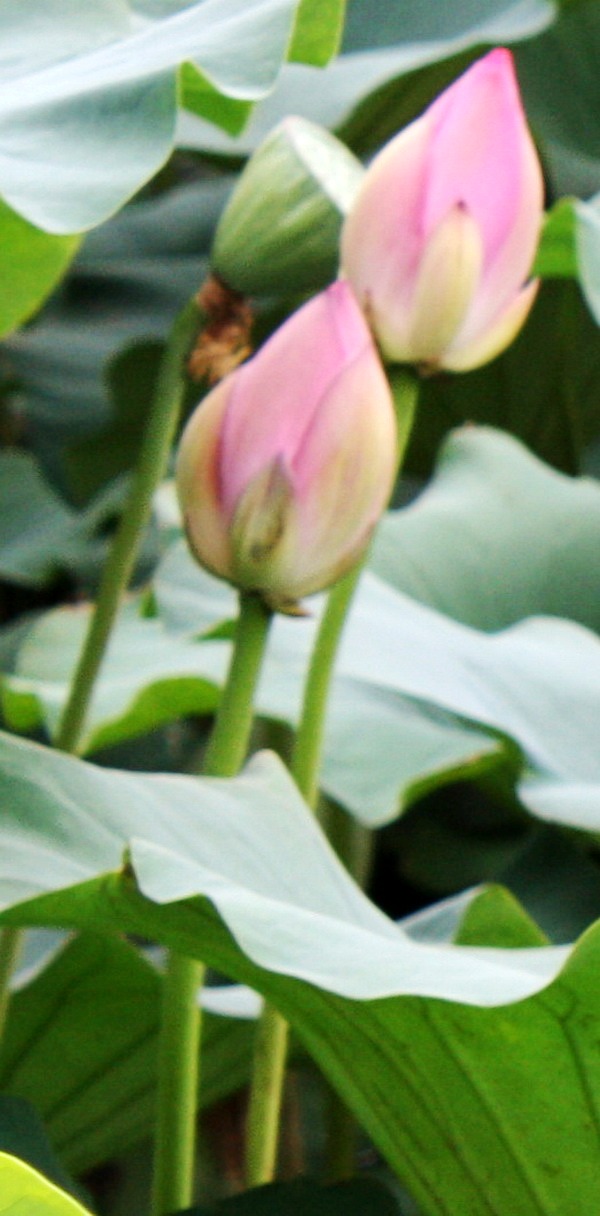 2012.4.17 403_conew1.jpg