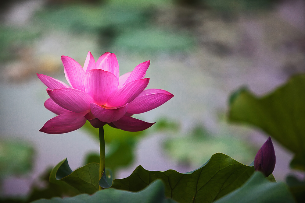 ��������������  �������������