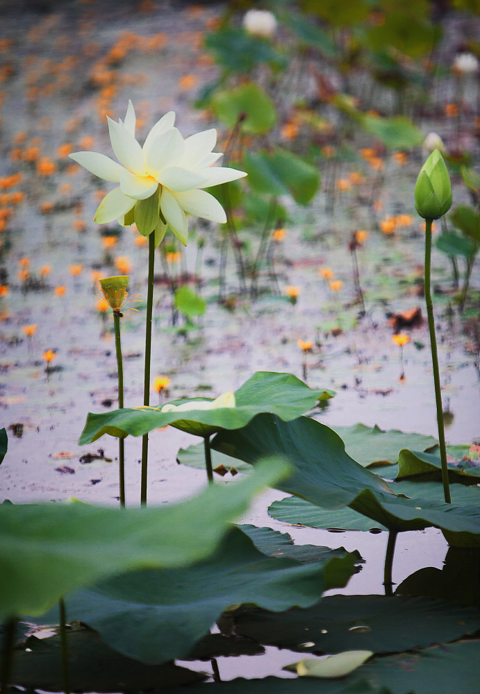 ˮ����Բ һһ��ɾ�