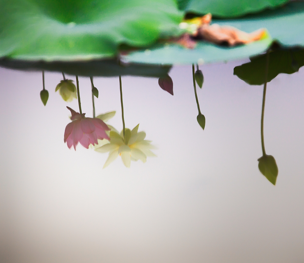 ������ ������ ܽ�س�ˮ������