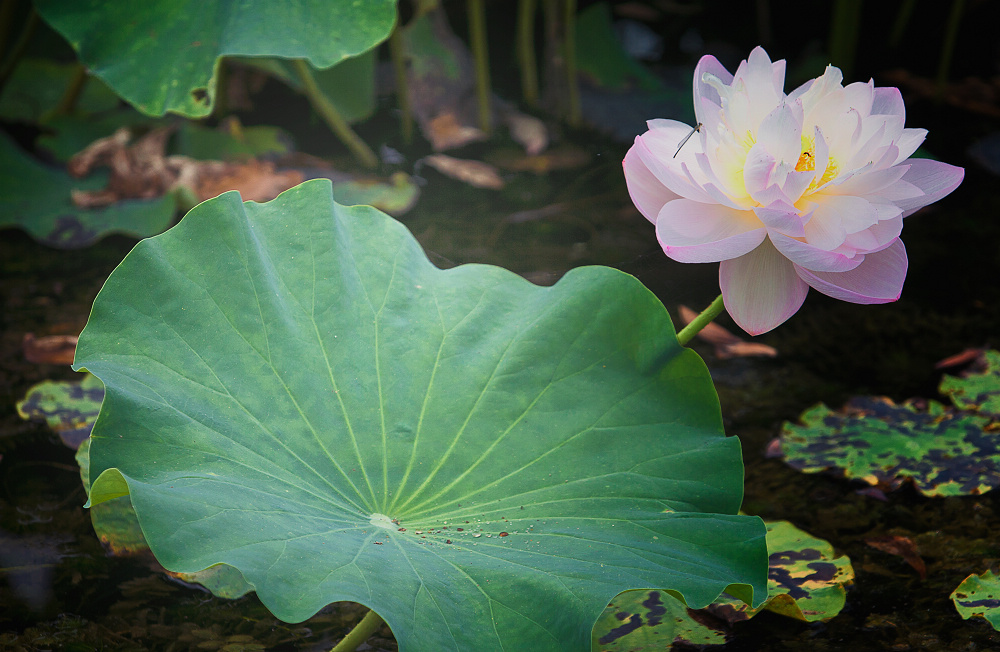 ��ɫ�۾����� ܰ��˭Ϊ����