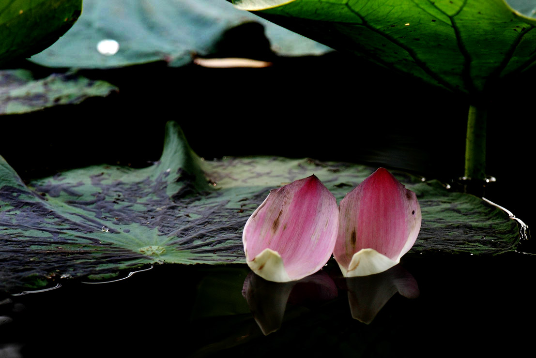 _MG_6181 ����.jpg