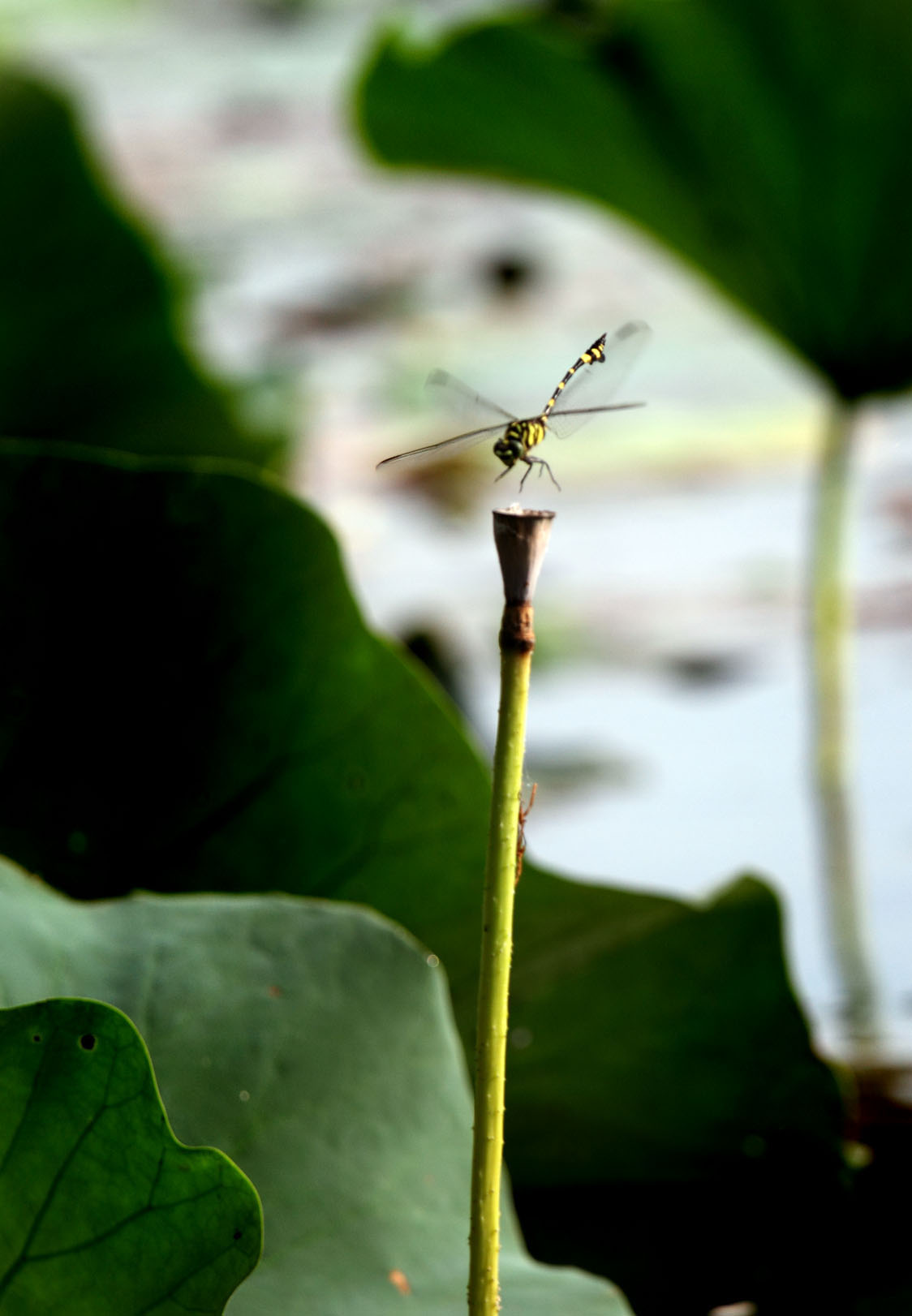 _MG_6239 ����.jpg