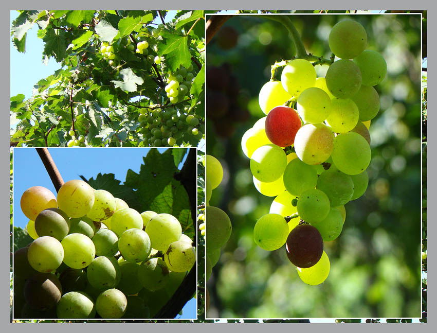 ���� DSC04084.JPG