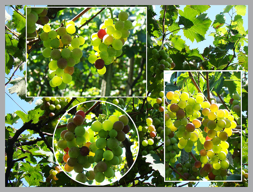 ���� DSC04088.JPG