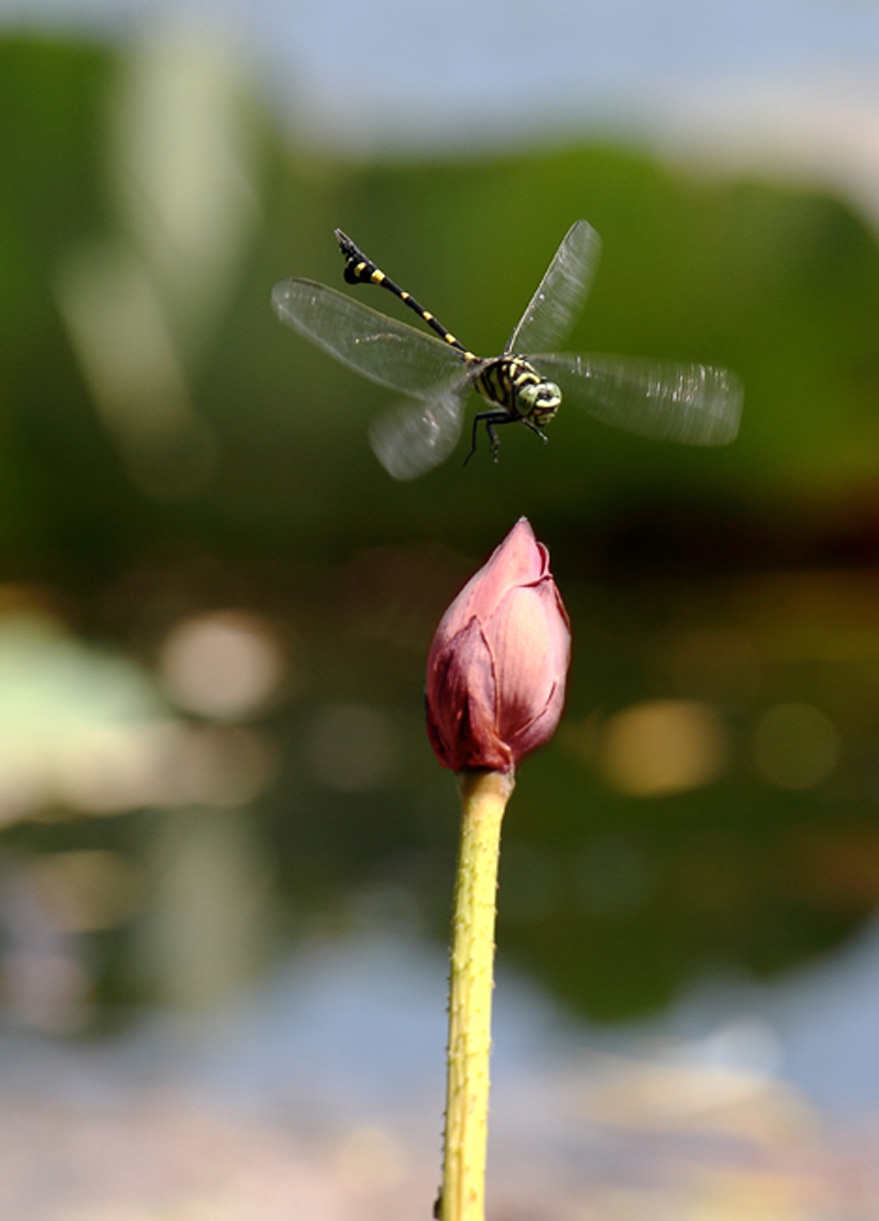 _MG_6632 ����.jpg