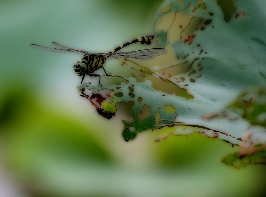 _MG_63110 ����.jpg