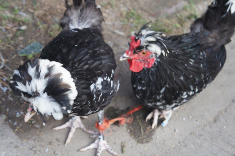 ���� DSC01706.JPG