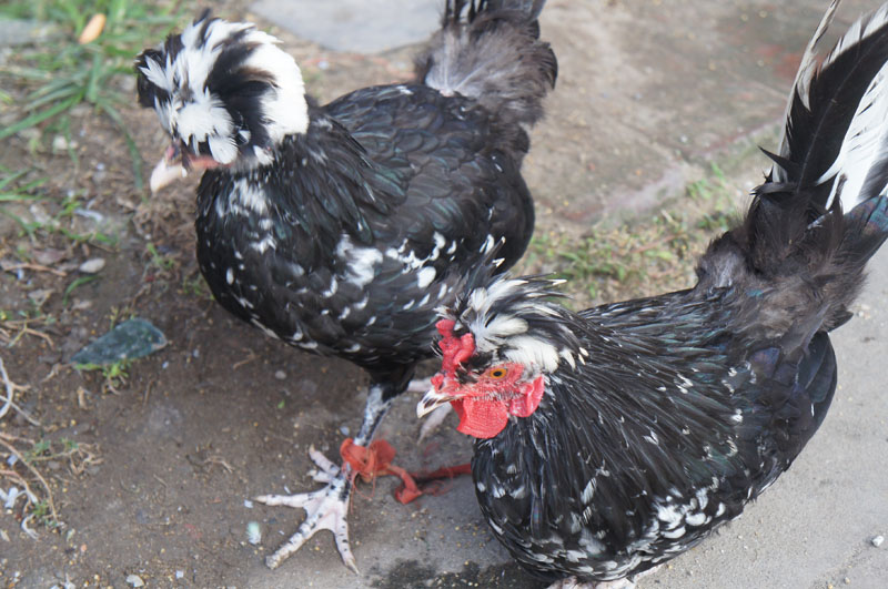 ���� DSC01705.JPG