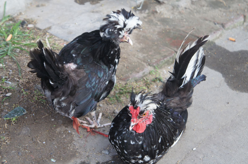 ���� DSC01710.JPG