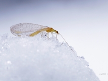 ��ѩ�е�����