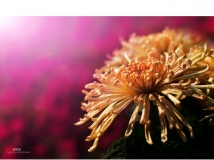 [ԭ��]�ַ�ջ�����ʱ