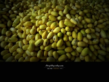 [ԭ��]����ϼ��ڡ�