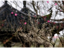 ��ʯ��-��÷